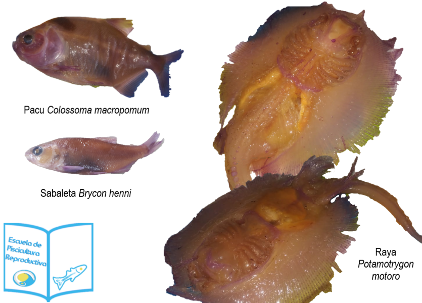 tinción alizarina peces_diafanización peces_diferencia pez óseo y cartilaginoso_preservar raya_preservar pacu