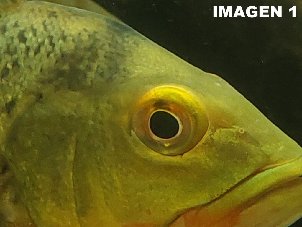 Larvicultura eclosión tilapia TILV