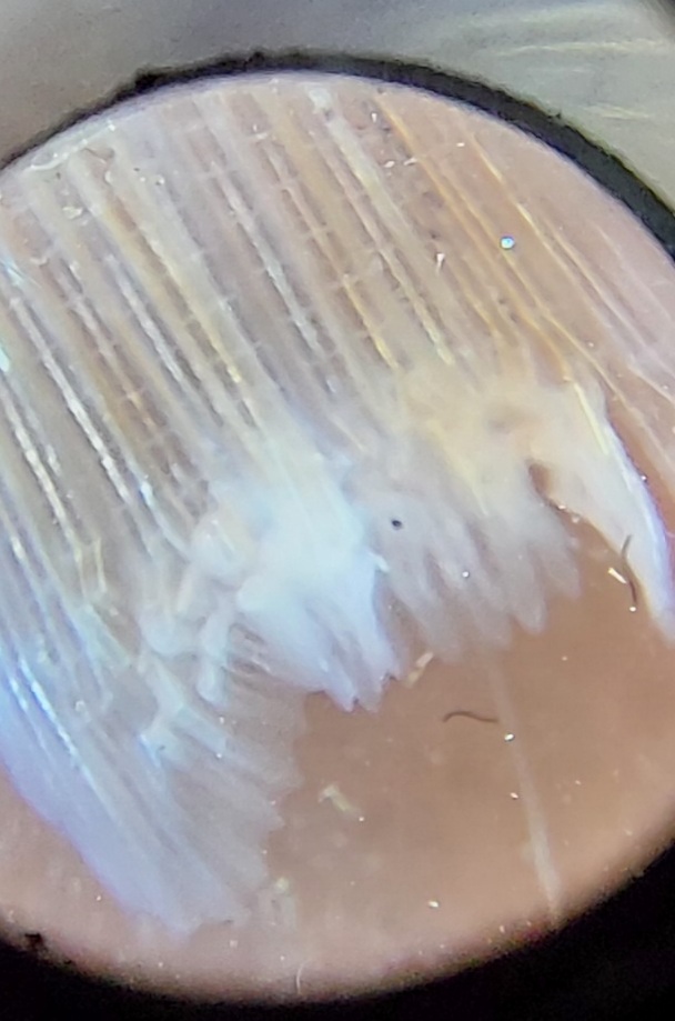 Daño aleta bajada pH tilapia roja