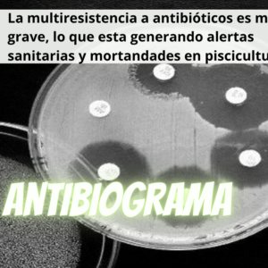 El antibiograma es una prueba microbiológica que permite determinar y comparar la susceptibilidad de una colonia bacteriana frente a unos antibióticos a evaluar. Evaluamos Florfenicol, Oxitetraciclina, Enrofloxacina y Penicilina.
