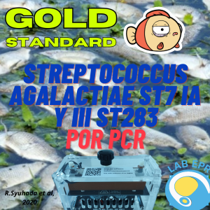 Prueba Estrepto tilapia
