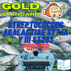 Gold Standard la prueba de m谩xima fiabilidad para diagnosticar Streptococcus agalactiae ST7 IA.