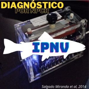 Diagnóstico Virus Necrosis Pancreativa Infecciosa Trucha IPNV