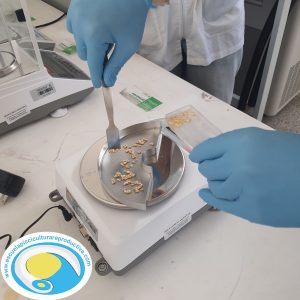 manipulación de las glándulas pituitarias para aplicar el protocolo LABEP